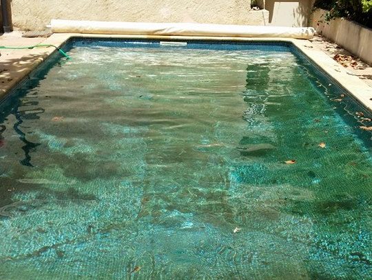 piscine algues