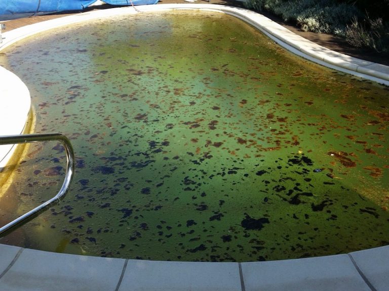 piscine algues vertes